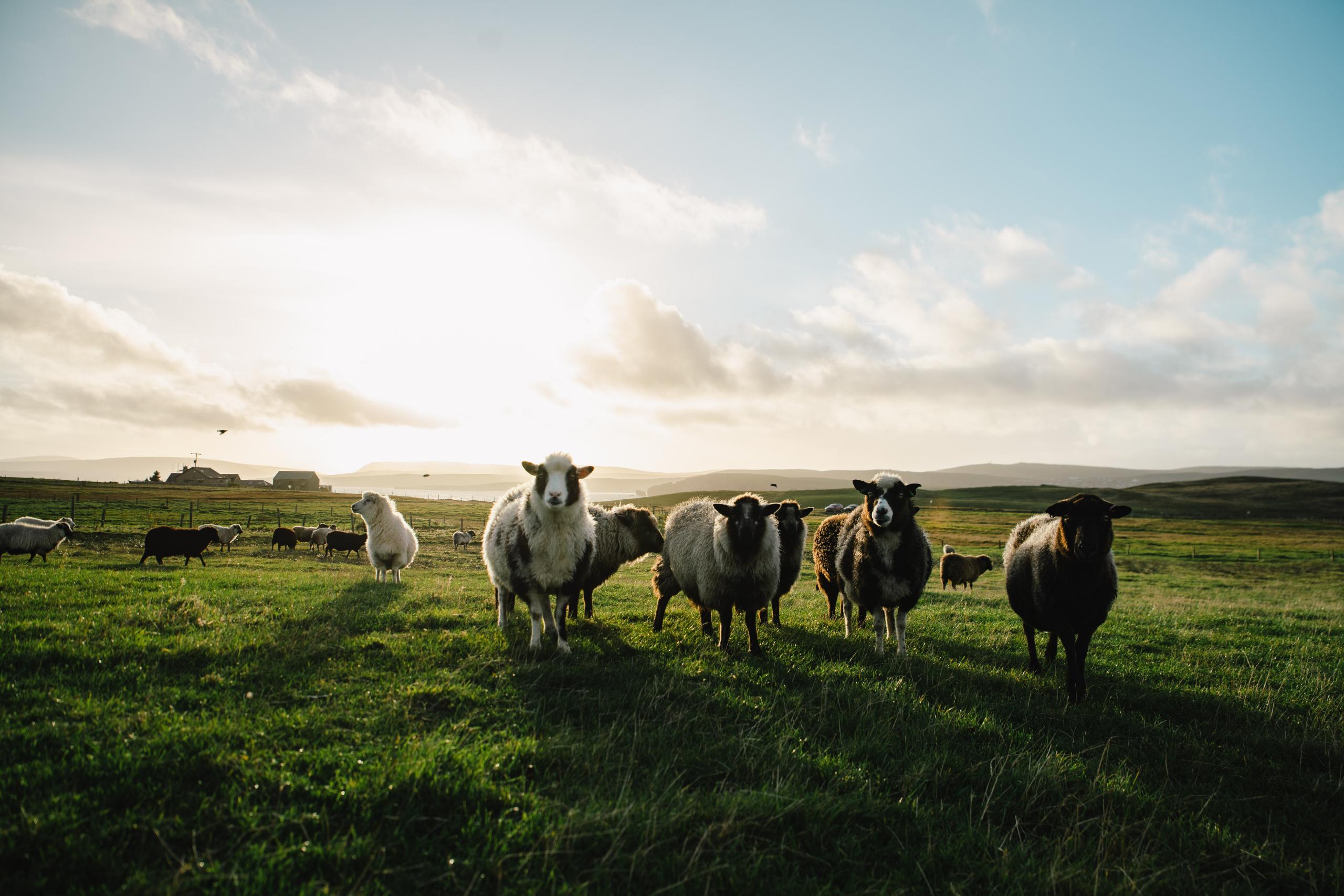 Moutons Shetland